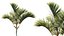 AV Plant Cyrtostachys Renda Palm Tree 03