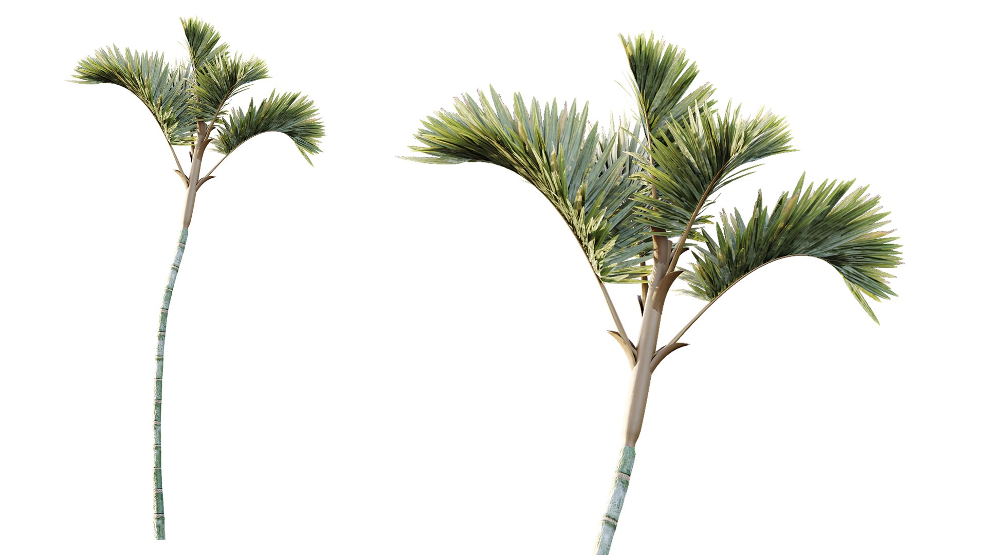 3D AV Plant Cyrtostachys Renda Palm Tree 03 model https://p.turbosquid.com/ts-thumb/CS/dDyfBJ/dk/06/png/1787145153/1920x1080/fit_q87/f38bc9a9210f0066fe653ab62fac68459eb83fdb/06.jpg
