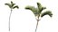 AV Plant Cyrtostachys Renda Palm Tree 03