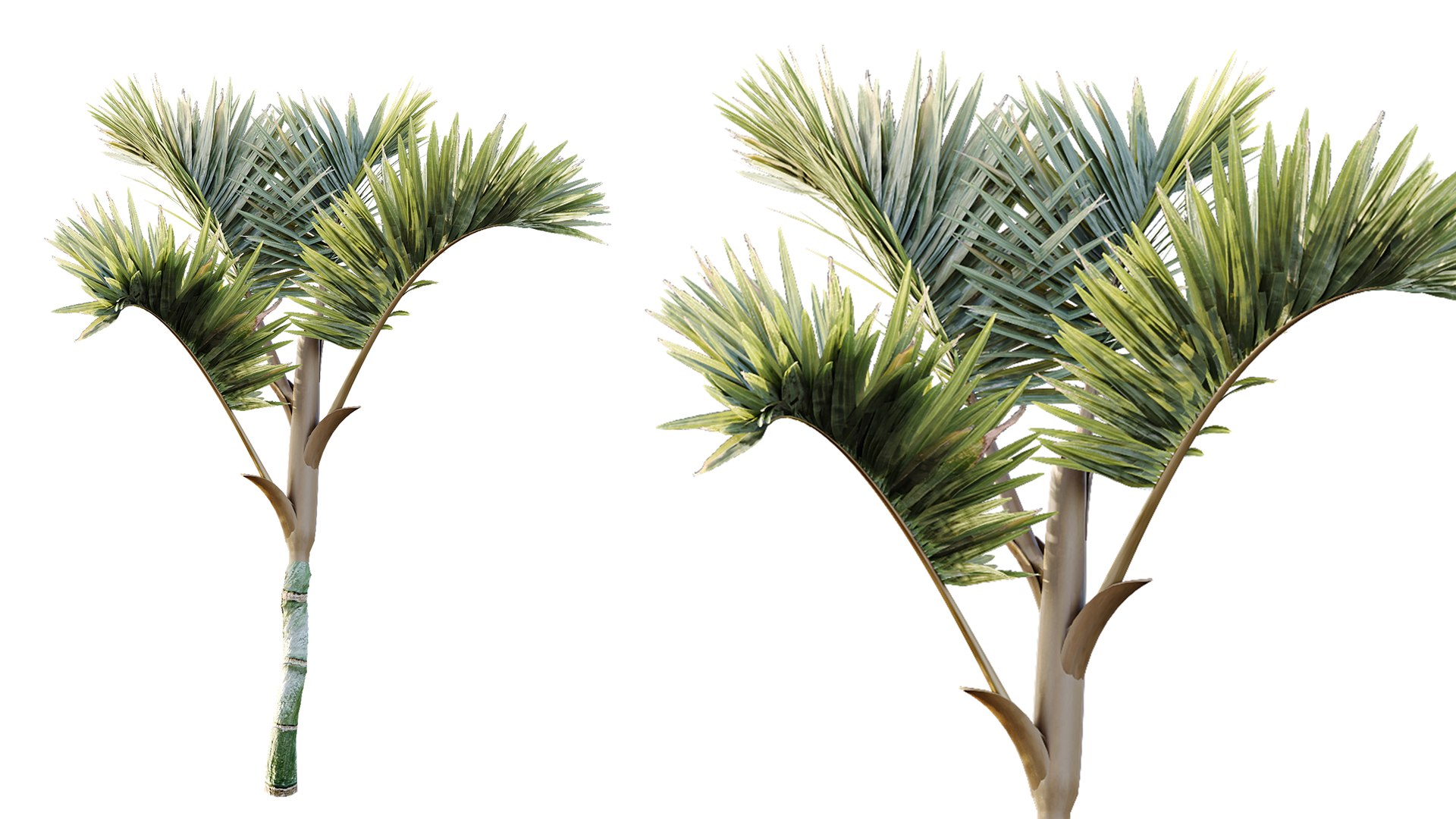3D AV Plant Cyrtostachys Renda Palm Tree 03 model https://p.turbosquid.com/ts-thumb/CS/dDyfBJ/g5/05/png/1787145152/1920x1080/fit_q87/8e3dab14bc02433fe8a7430cfa675d68409ddcdb/05.jpg