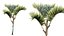 AV Plant Cyrtostachys Renda Palm Tree 03