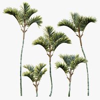 AV Plant Cyrtostachys Renda Palm Tree 03