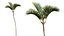AV Plant Cyrtostachys Renda Palm Tree 03