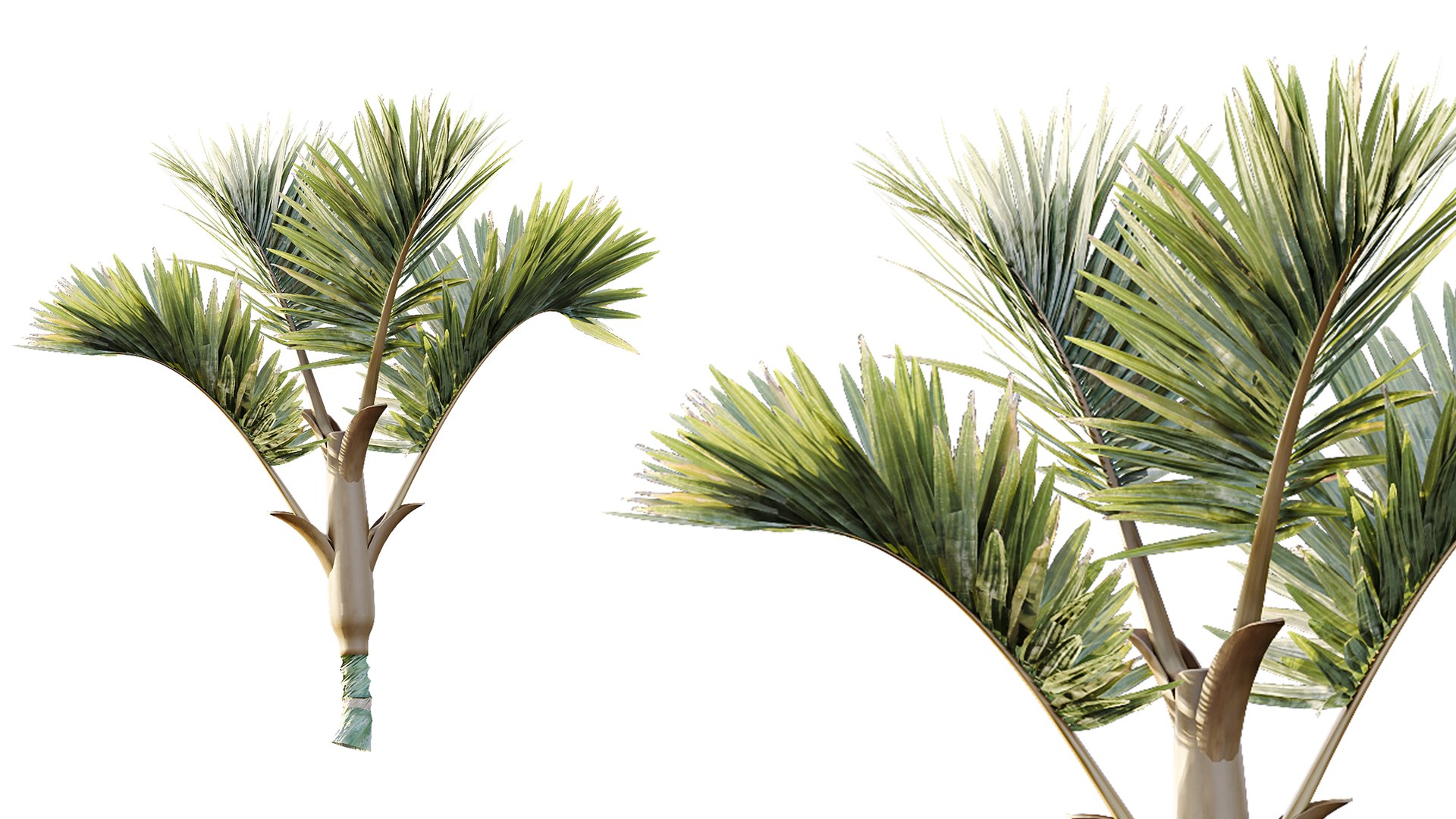 3D AV Plant Cyrtostachys Renda Palm Tree 03 model https://p.turbosquid.com/ts-thumb/CS/dDyfBJ/zk/04/png/1787145150/1920x1080/fit_q87/f58b4b21eed61322f0f37fb80c557eef31f26d86/04.jpg
