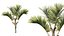 AV Plant Cyrtostachys Renda Palm Tree 03