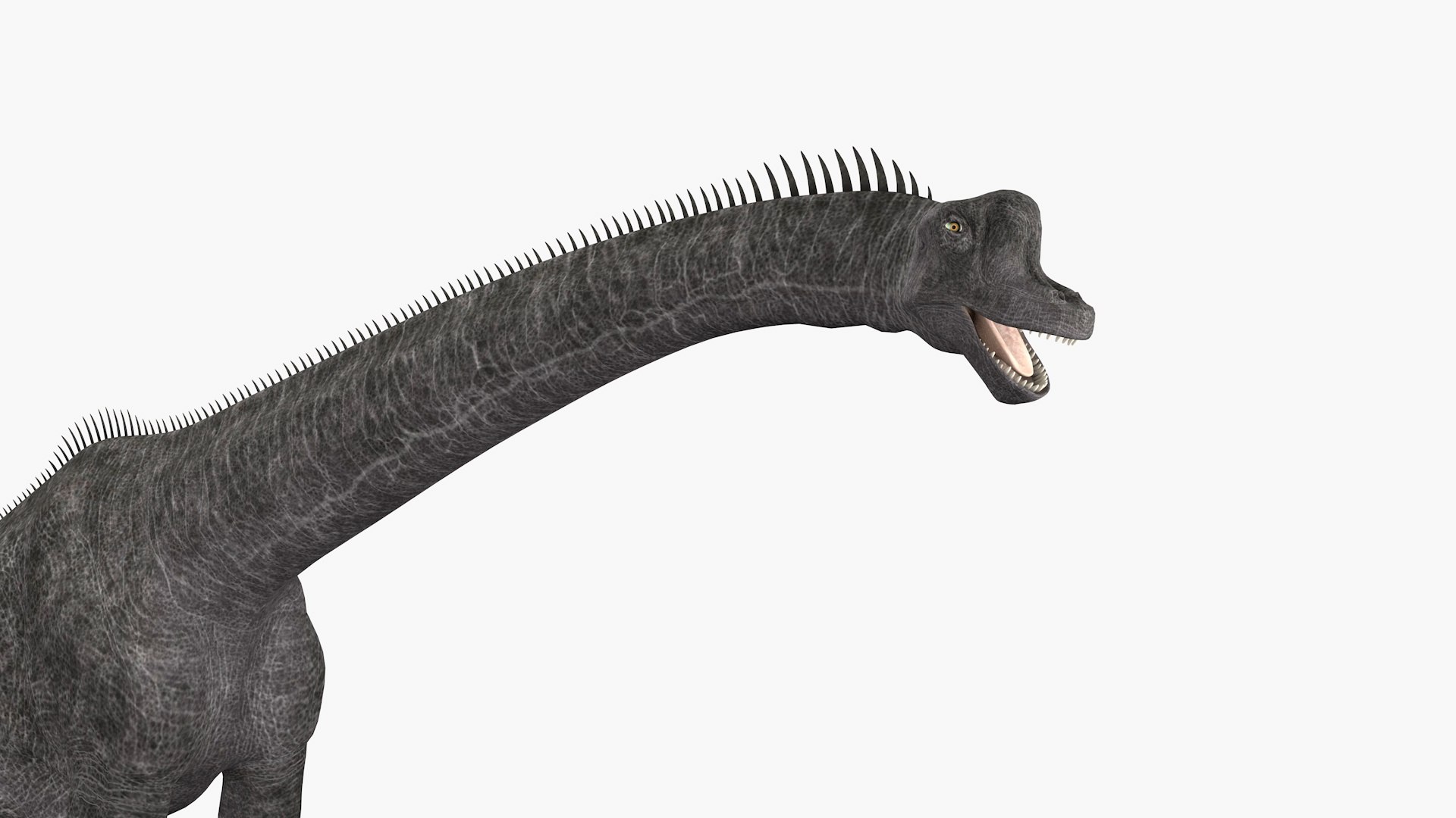 Brachiosaurus Dinosaur 3D Model - TurboSquid 2365809