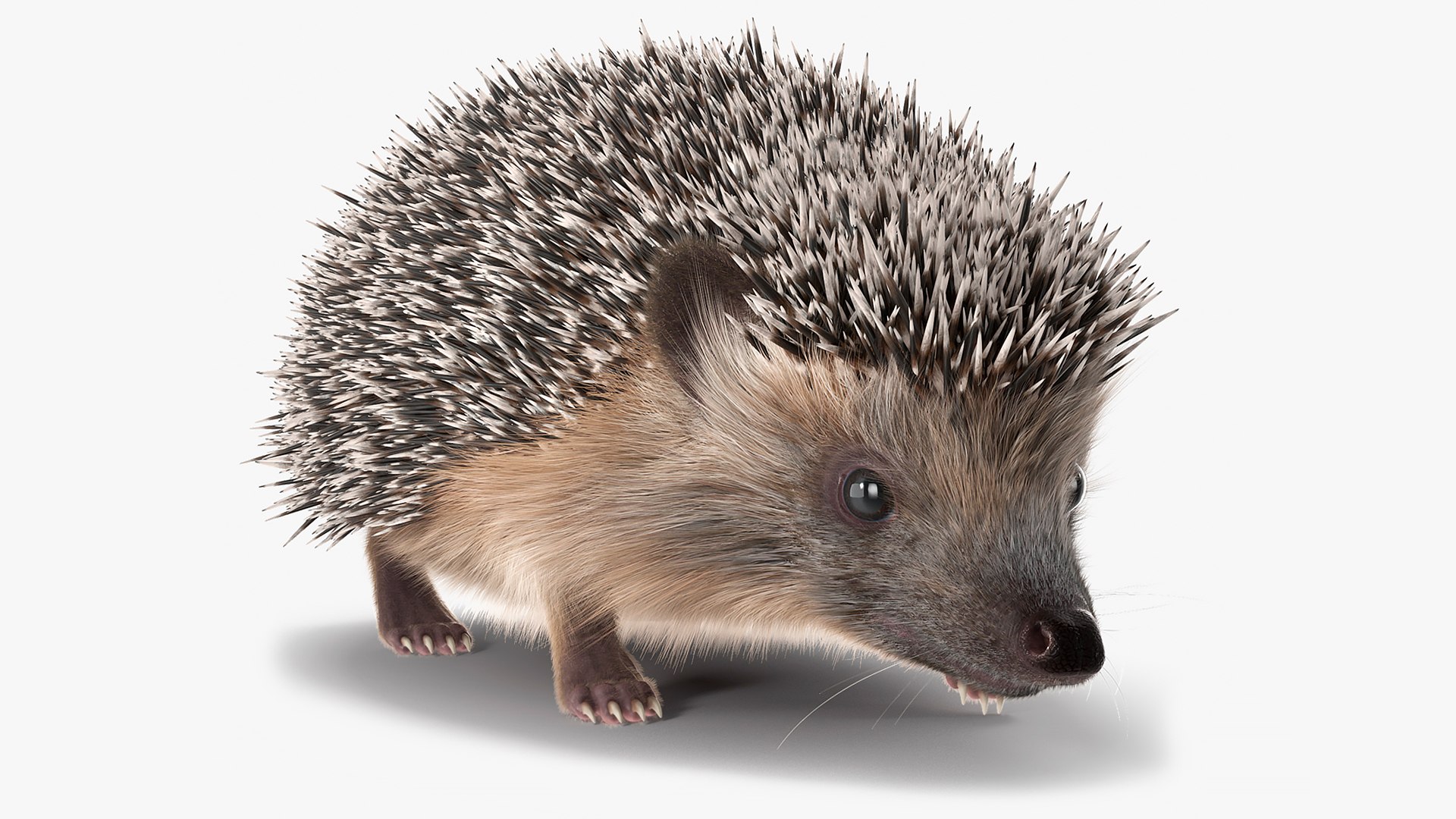 Walk Black Hedgehog Fur 3D model preview