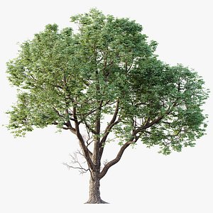 AV Plants Celtis laevigata Sugarberry Hackberry03