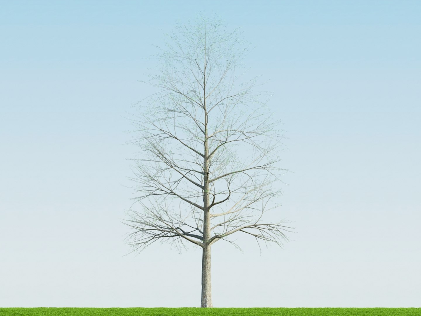 4 Season Tree Ash002 Obj