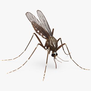 3d mosquito sucks blood fur