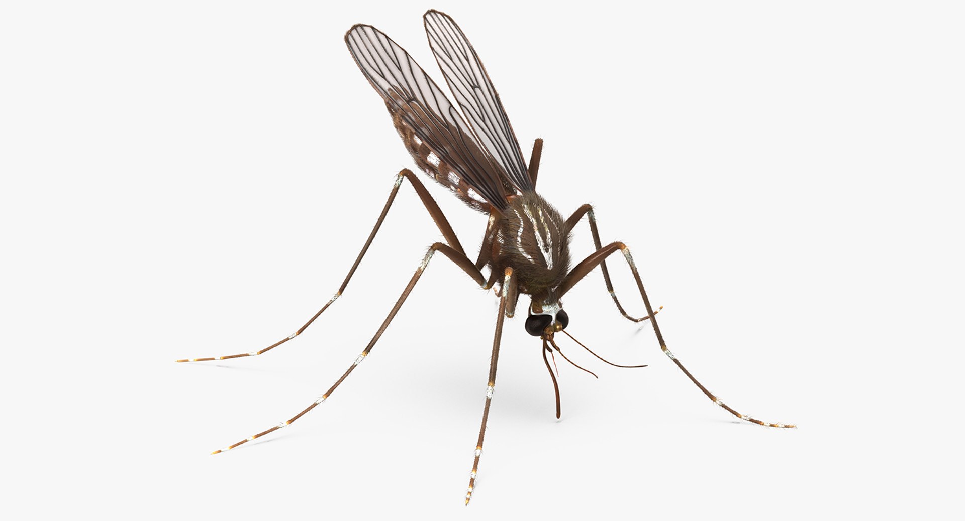Mosquito Sucks Blood with Fur 3D Model 3D model preview