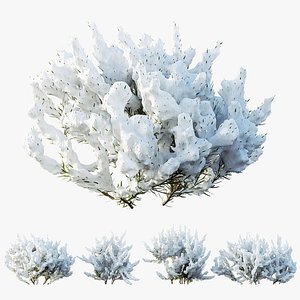AV Plants WildErica Multiflora Bruyere Fiche Winter Snow 3D model