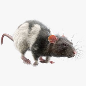 3D rat fur animations