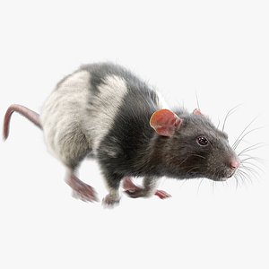 Rat Fur Animated 4