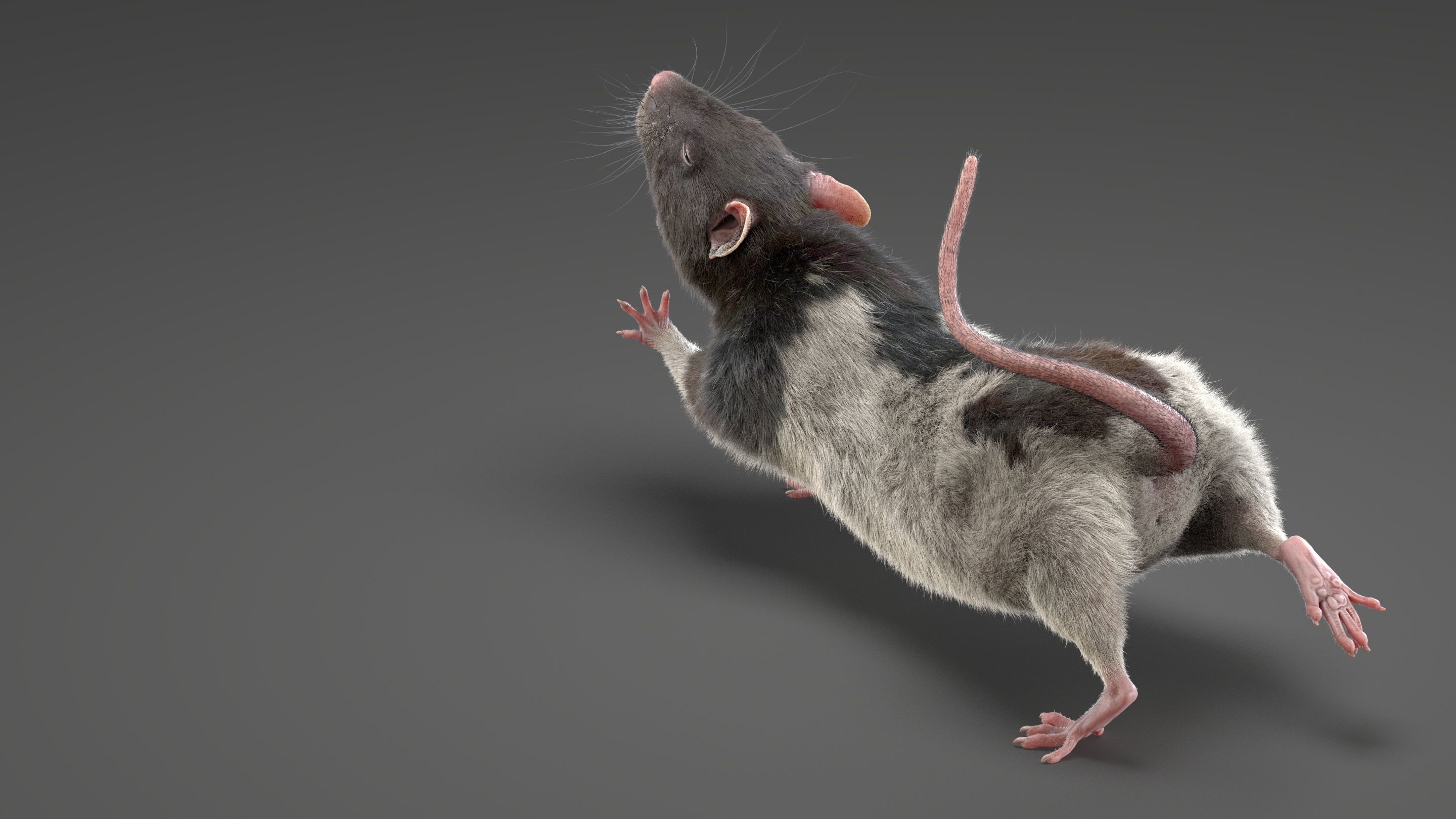 3D rat fur animations - TurboSquid 1632434