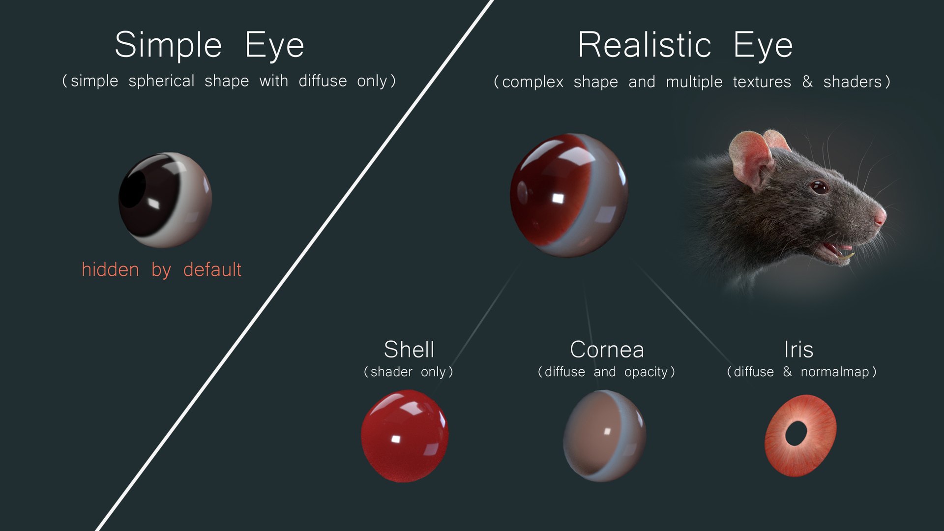 3D rat fur animations https://p.turbosquid.com/ts-thumb/CT/DwdeeB/zUhljm0G/eye_02/jpg/1602253151/1920x1080/fit_q87/4e2162c50ea60a0415e879cde42b6de7af3307bf/eye_02.jpg