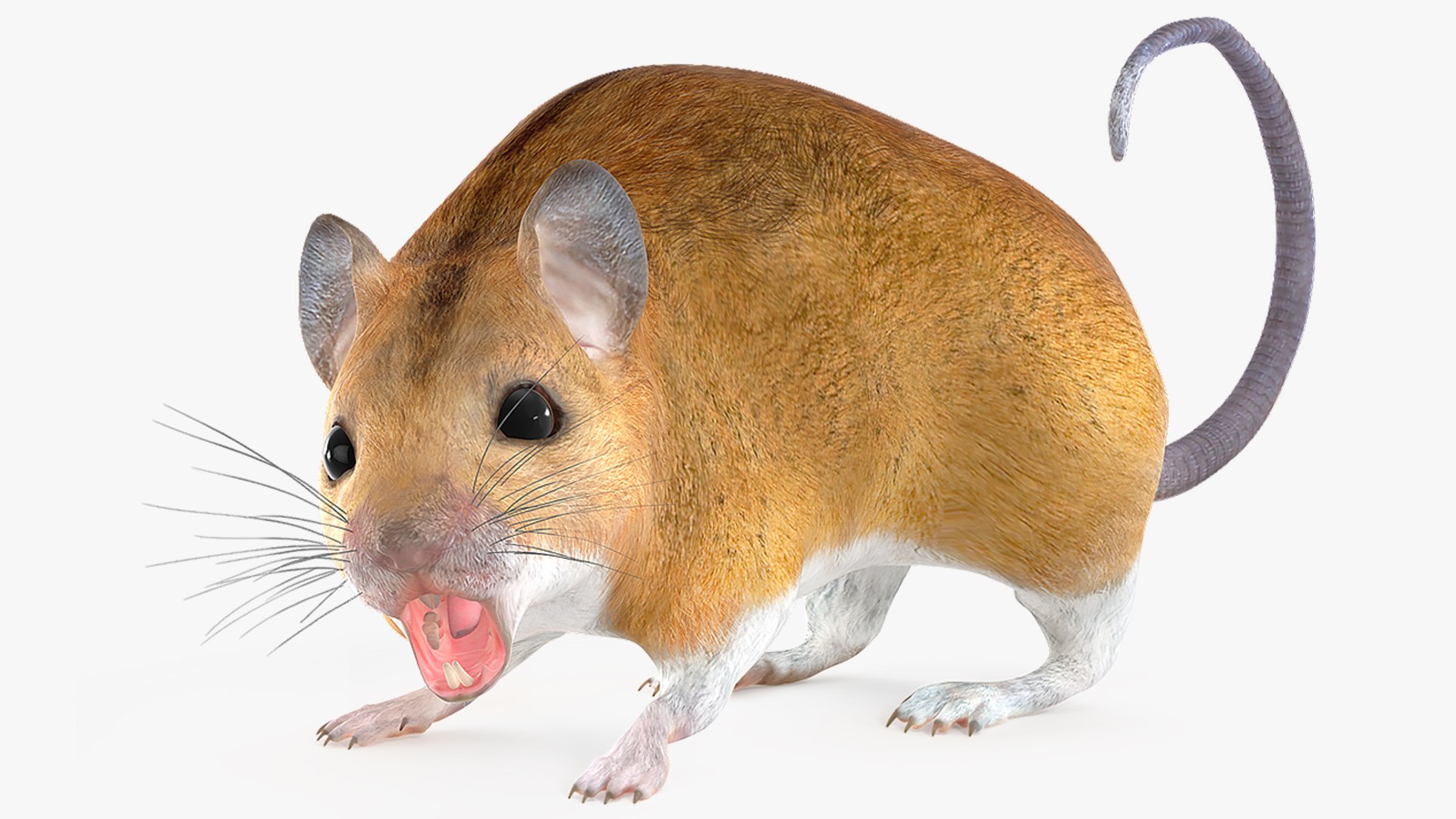 Calabyi Mouse Rigged 3D model preview