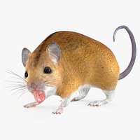 Calabyi Mouse Rigged