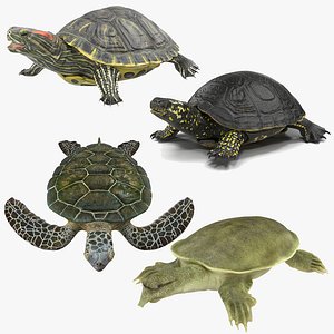 3D model turtles rigged 3