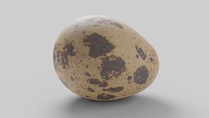 3D model egg quail