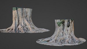 Big Tree Trunk