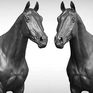 project Thoroughbred horse