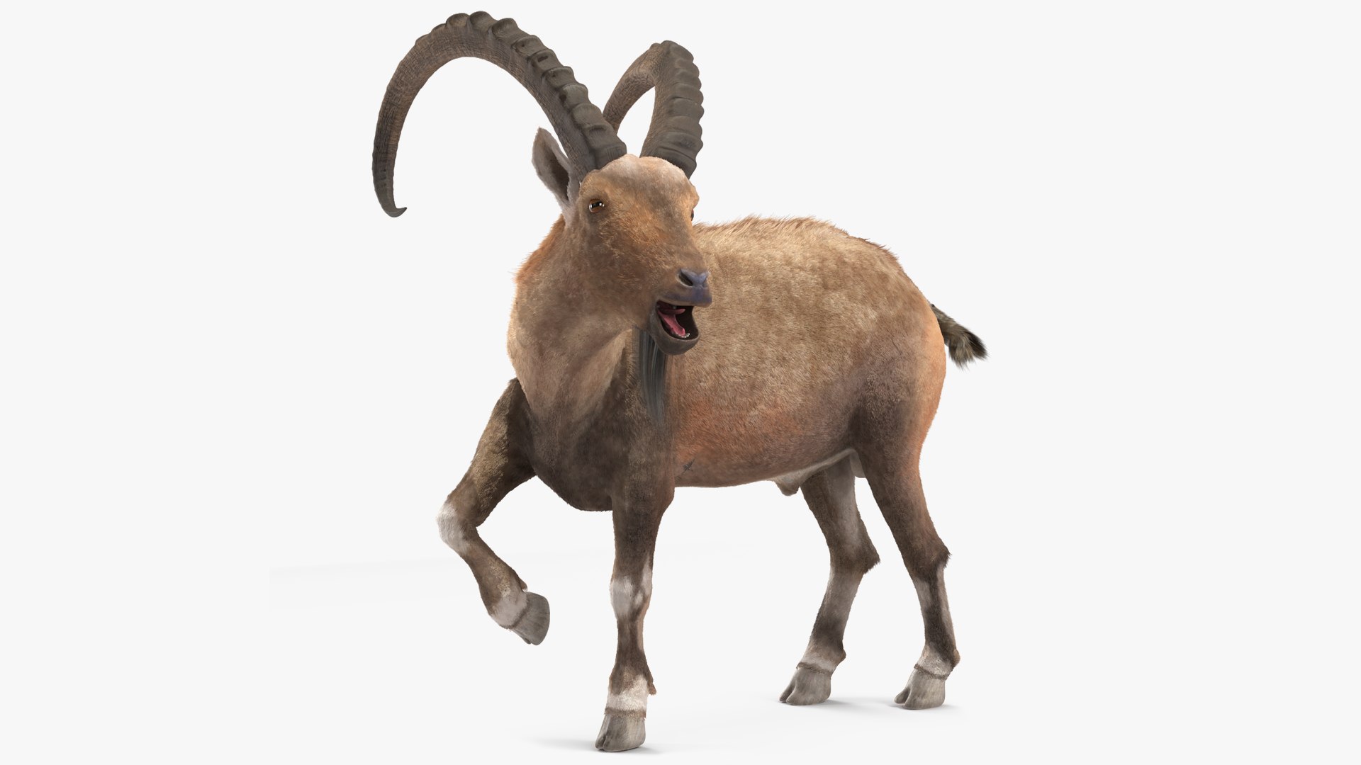 Alpine Ibex Fur Rigged 3D model preview