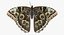 butterflies 2 io 3D model