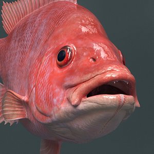 Campeche Red Snapper Swim Rigged For Maya Animated 3D model