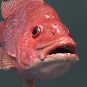 Campeche Red Snapper Swim Rigged For Maya Animated