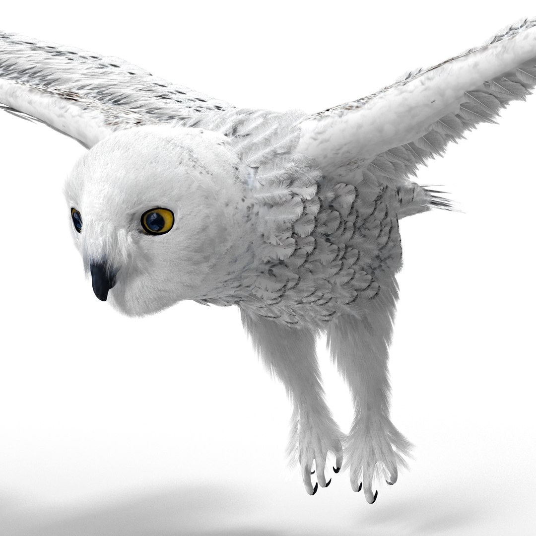 snowy owl 3ds https://p.turbosquid.com/ts-thumb/CU/3Kqt75/4OQdlyBe/snowyowl_33/jpg/1410878498/1920x1080/fit_q87/33ebea52efd3ba138a1fd46a0f7d4df3ef06c919/snowyowl_33.jpg