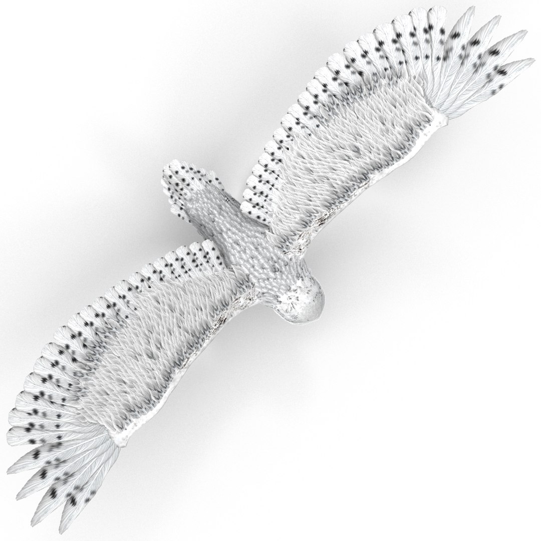 snowy owl 3ds https://p.turbosquid.com/ts-thumb/CU/3Kqt75/7lqsDYi8/snowyowl_24/jpg/1410878439/1920x1080/fit_q87/7b8f5d896611f12d558c957eb2e9b3538e22541a/snowyowl_24.jpg