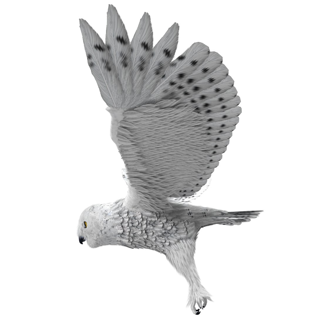 snowy owl 3ds https://p.turbosquid.com/ts-thumb/CU/3Kqt75/BnVk9wWR/snowyowl_16/jpg/1410878418/1920x1080/fit_q87/9f7932194a2530a919d56a2dc63a5b8ec685130d/snowyowl_16.jpg