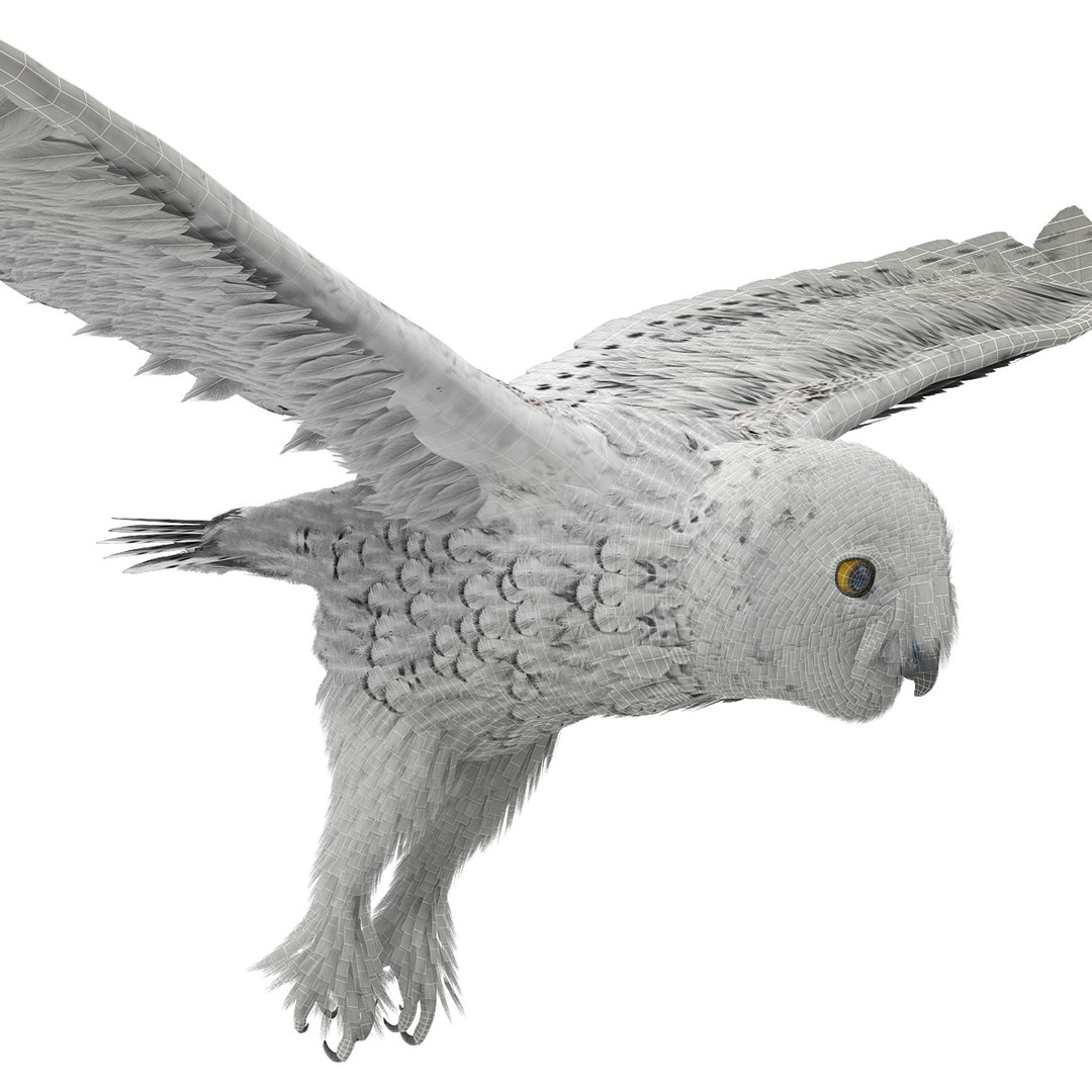 snowy owl 3ds https://p.turbosquid.com/ts-thumb/CU/3Kqt75/CMqlfRSz/snowyowl_8/jpg/1410878403/1920x1080/fit_q87/c481b38e11e9182a27fc55168b6d02efae31fedf/snowyowl_8.jpg