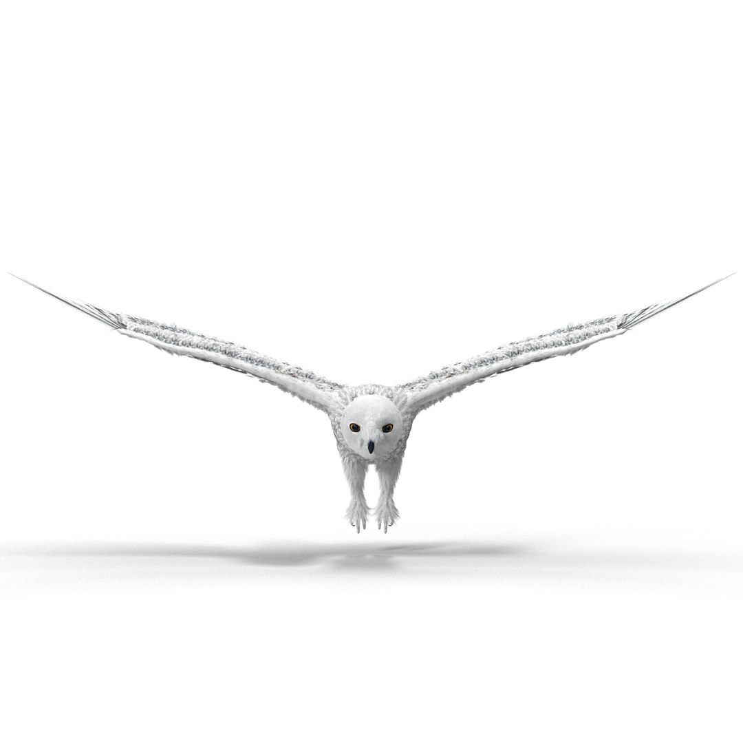 snowy owl 3ds https://p.turbosquid.com/ts-thumb/CU/3Kqt75/DAhX4G7P/snowyowl_12/jpg/1410878412/1920x1080/fit_q87/da3aca8dd37b3ee4f6ba9016e37a9e234f8ac3af/snowyowl_12.jpg