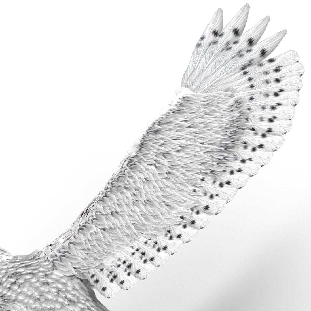 snowy owl 3ds https://p.turbosquid.com/ts-thumb/CU/3Kqt75/DvTsQuiY/snowyowl_32/jpg/1410878496/1920x1080/fit_q87/635832e93baf08d0ccf92ff6e33ea2e984f44126/snowyowl_32.jpg