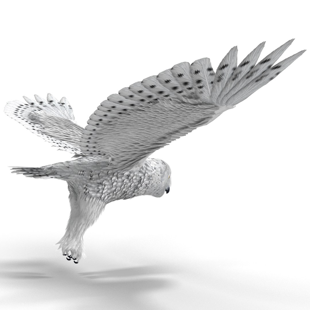 snowy owl 3ds https://p.turbosquid.com/ts-thumb/CU/3Kqt75/Lzp6IlHJ/snowyowl_27/jpg/1410878446/1920x1080/fit_q87/c05f103c2fdb4ec7358498433ff7f3b4c1c831ee/snowyowl_27.jpg
