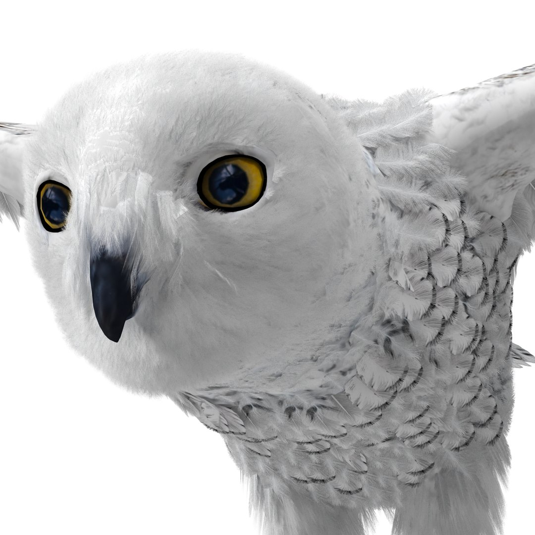 snowy owl 3ds https://p.turbosquid.com/ts-thumb/CU/3Kqt75/OQ3VU6Tx/snowyowl_29/jpg/1410878491/1920x1080/fit_q87/63b54372b29d2c99e005a0fd27c6cb92f6f1f94b/snowyowl_29.jpg