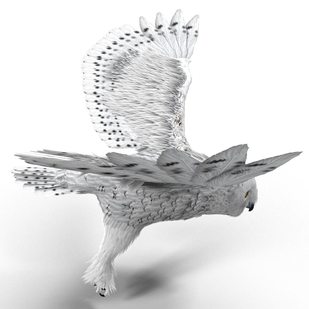 snowy owl 3ds https://p.turbosquid.com/ts-thumb/CU/3Kqt75/Uq6hl0pE/snowyowl_22/jpg/1410878433/1920x1080/fit_q87/6e13fb8ac4617a621f8a45239083769434360c9f/snowyowl_22.jpg