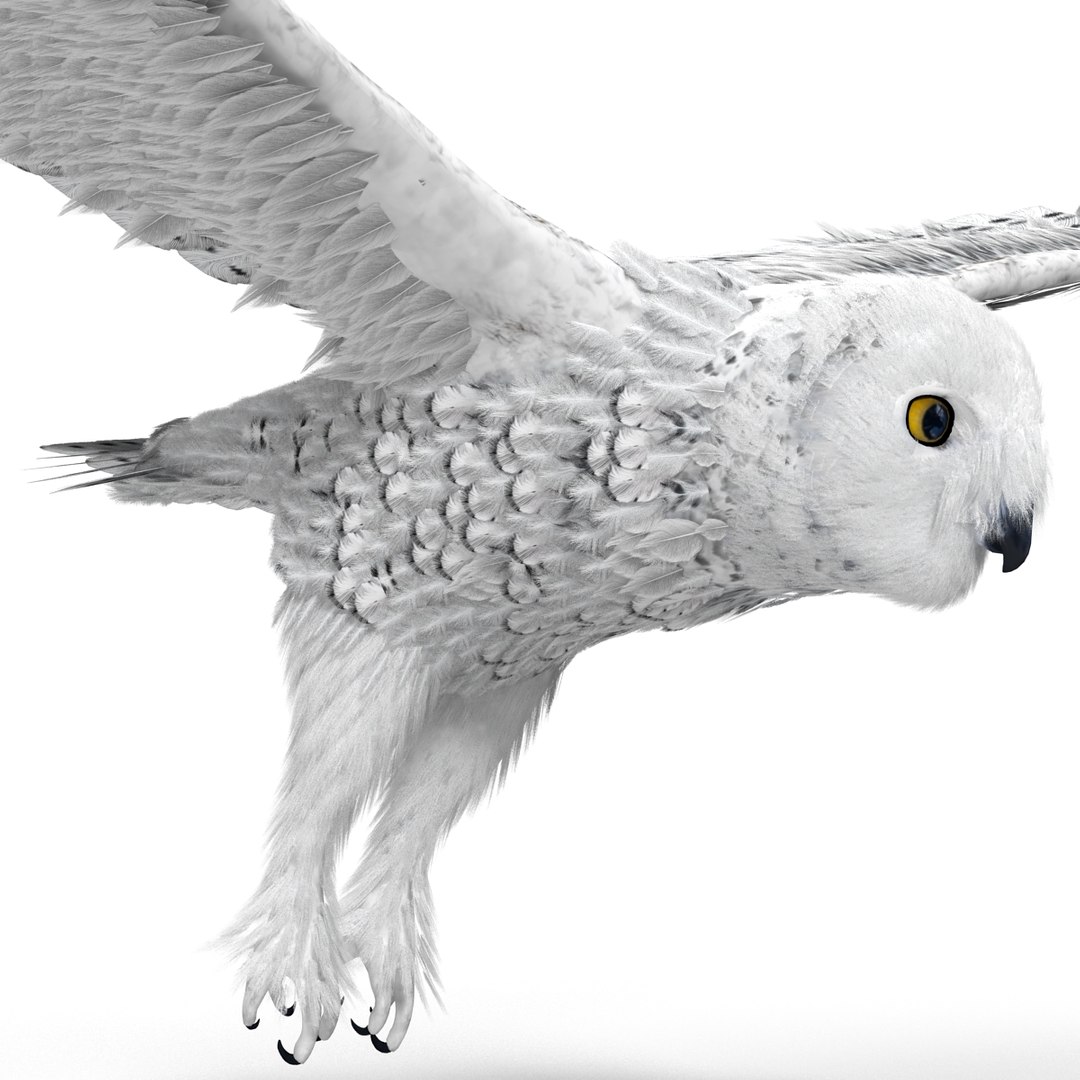 snowy owl 3ds https://p.turbosquid.com/ts-thumb/CU/3Kqt75/VyJ1qIdX/snowyowl_28/jpg/1410878489/1920x1080/fit_q87/ac2a23ad601db88ff94dd3c245e78e2d843be414/snowyowl_28.jpg