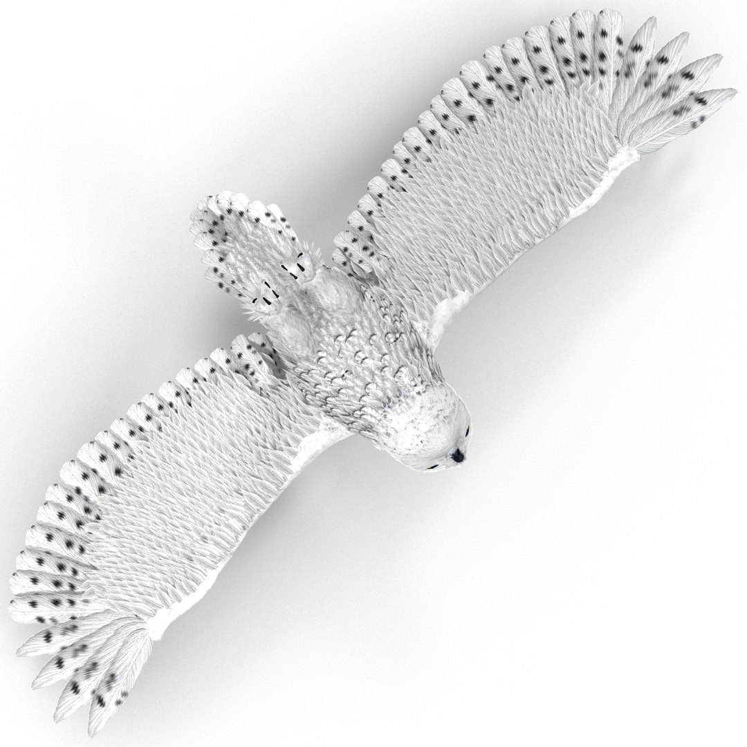 snowy owl 3ds https://p.turbosquid.com/ts-thumb/CU/3Kqt75/X1kaCUQM/snowyowl_25/jpg/1410878441/1920x1080/fit_q87/6b4a641a30edb75f531eff418eea3dfcb00c8d4e/snowyowl_25.jpg