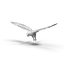 Snowy Owl
