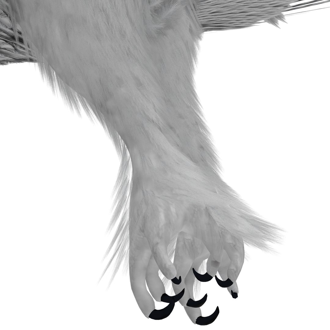 snowy owl 3ds https://p.turbosquid.com/ts-thumb/CU/3Kqt75/d9NVXRpH/snowyowl_30/jpg/1410878493/1920x1080/fit_q87/81e6acbdf4624c3f8b088f2958de30505b201d21/snowyowl_30.jpg