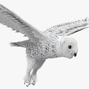 Snowy Owl