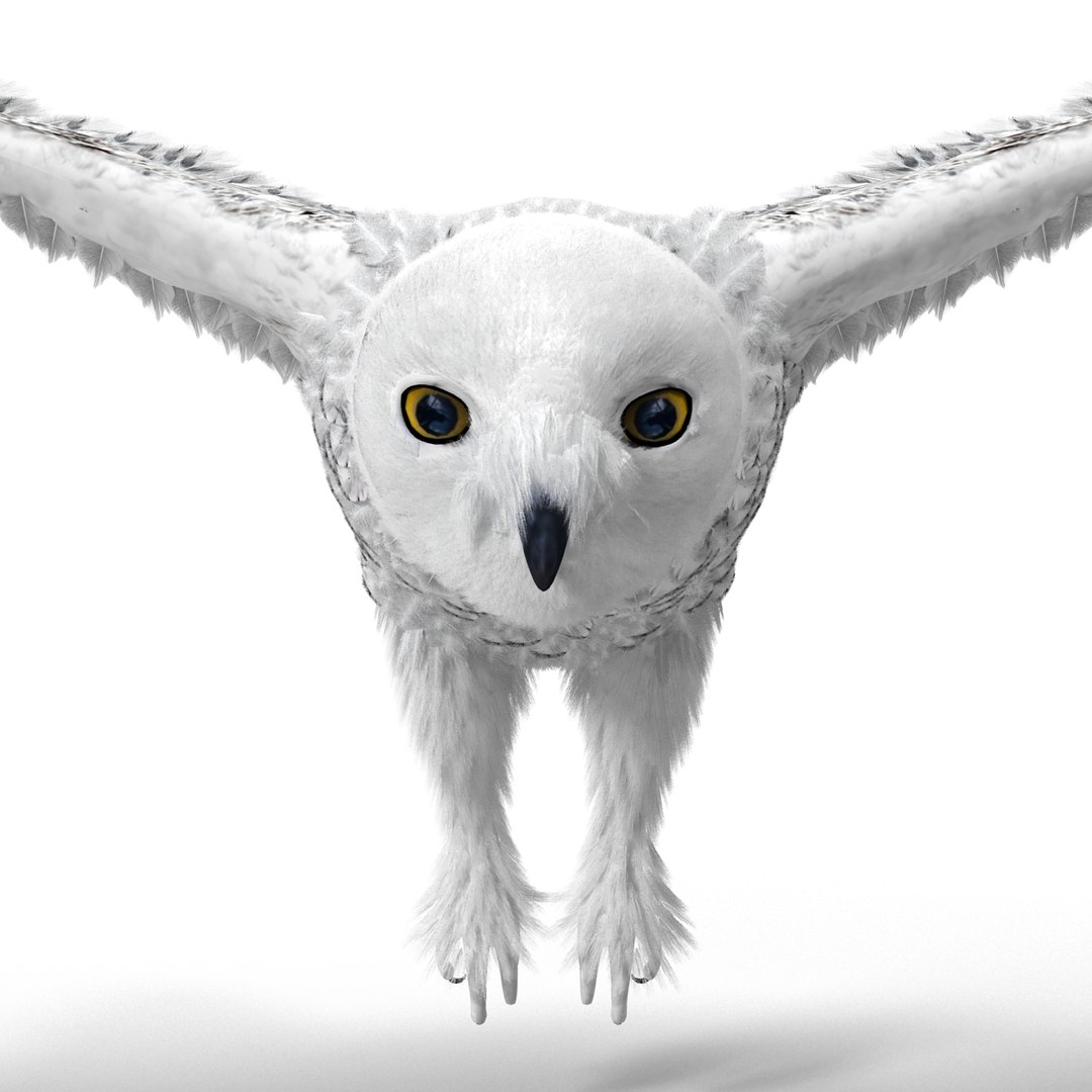 snowy owl 3ds https://p.turbosquid.com/ts-thumb/CU/3Kqt75/gFq40URe/snowyowl_14/jpg/1410878456/1920x1080/fit_q87/0b00e78ccf5049edc2a0bed3a05a9e0ddb8652d4/snowyowl_14.jpg
