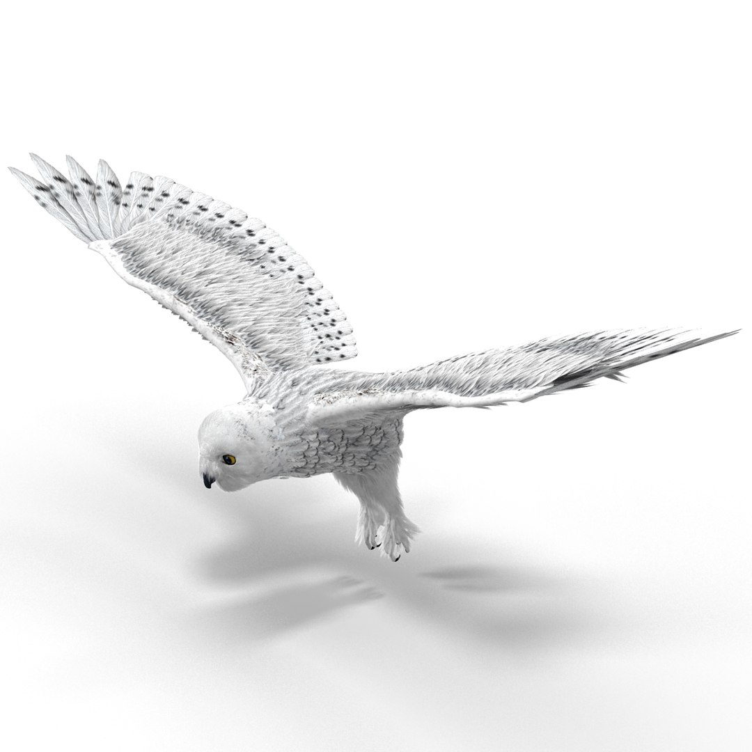 snowy owl 3ds https://p.turbosquid.com/ts-thumb/CU/3Kqt75/xg9pt0lW/snowyowl_26/jpg/1410878485/1920x1080/fit_q87/2876638f944333f038f439ee3815a0b0ed668364/snowyowl_26.jpg