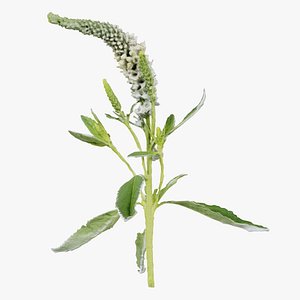 Close up Spiked Speedwell Veronica Spicata Remastered
