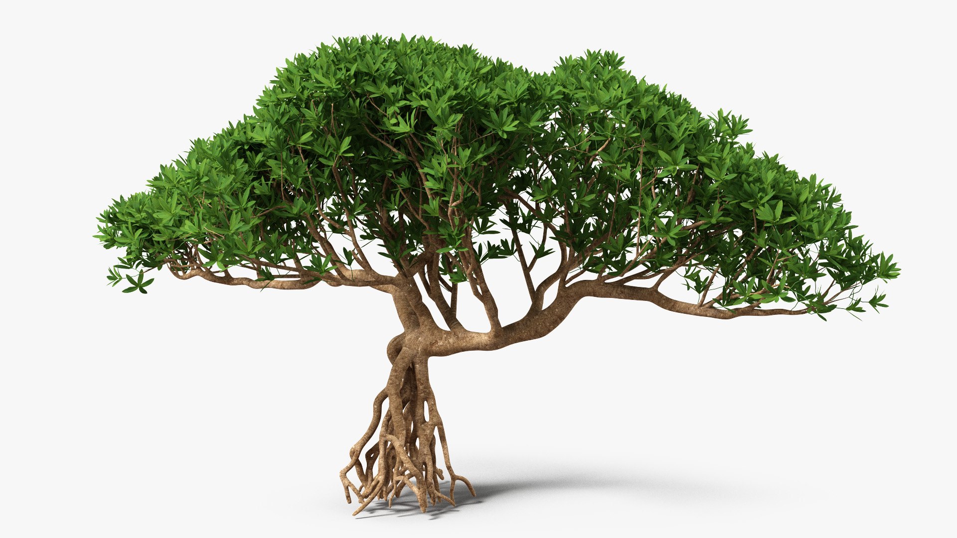 Miniature Bonsai Tree 3D model preview