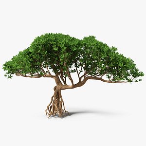 miniature bonsai tree 3D model