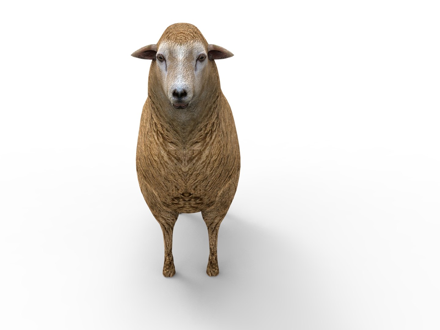 3D Model Sheep - TurboSquid 1194213